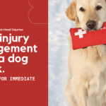 Managing Head Injuries from Dog Attacks: Evaluation and Treatment Strategies